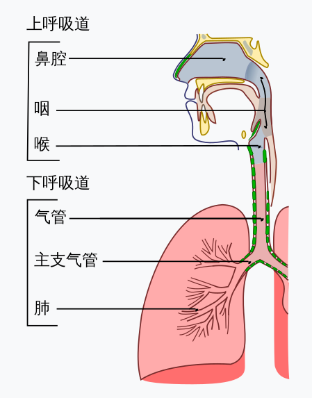 皇上请稳住攻略板蓝根（张炜嗓子吞刀片发热又缺药）