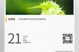 湖湘自然历丨冬日飞羽⑮穿金衣的“麻雀”图片