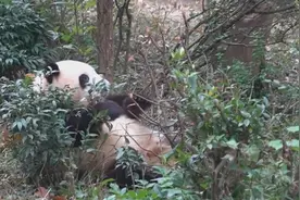 熊猫社区｜一只胖熊的自我修养图片