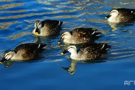 西宁冬日：野鸭聚集  生态和谐图片