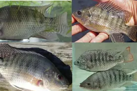 尼罗罗非鱼，淡水领域的“新恶棍”图片