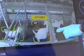 50多个高清摄像头当眼睛，上海羊场用“人工智能”为母羊助产，一年可拯救600只小羊图片