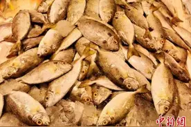 冬日广东台山厨师“各显神通” “臭肚鱼”出品“香喷喷”图片