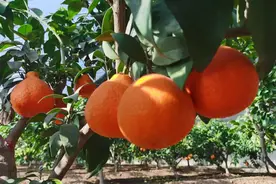 橘生淮北仍为橘 “红美人”柑橘在山东临沂试种成功图片