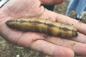 白蚁：“女王万岁！”图片