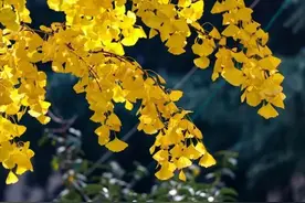 冬至，一起看复旦草木绝美大片！图片