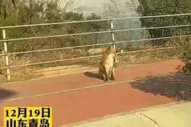 青岛市民路遇狐狸，机灵温顺惹人爱图片