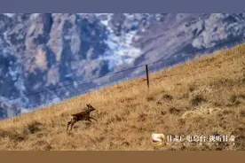 甘肃民乐：“呆萌”狍鹿再现祁连山图片