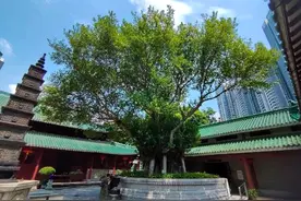 树说广州㉚ | 老榕树见证海幢寺兴衰图片