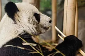 从珍贵礼物到友谊使者：大熊猫“丫丫”和“乐乐”旅美二十载图片