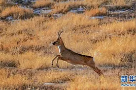 甘肃民乐：“呆萌”狍子觅食欢图片