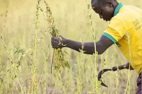 非洲的芝麻产量占全球60%以上 主要出口中国图片
