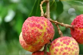 仅存的增城“西园挂绿”荔枝母树的传奇与重生图片