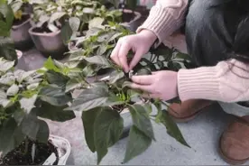 周末·博采丨湖南最辣的辣椒，适合用来做辣条图片