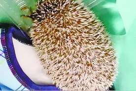 它也很爱吃 小刺猬被救助 狂吃面包虫图片
