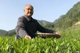 恩施玉露传承人63载学茶教茶，一门里走出几千弟子图片