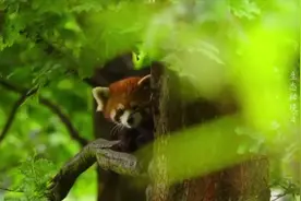 大熊猫和小熊猫有什么关系图片