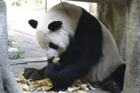 @重庆人 你知道重庆动物园有多少只熊猫？最新数据来了，年龄最大的是它图片