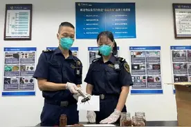 广州海关查获濒危撒旦犀金龟，还有200余只其他甲虫图片