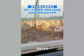 热搜！市民在路边偶遇老虎，官方最新回应：逃出来的，已捉回图片