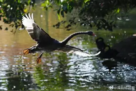深圳野生动物园天鹅冬日暖阳秀“舞姿”图片