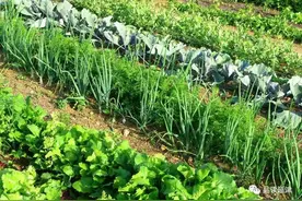 散文 ▏ 菜园  杜遂东图片