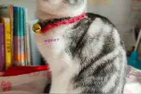 Jingle bells：超可爱猫咪安妮的项圈（有编织图解）图片