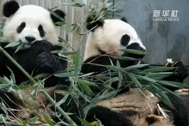 萌趣！看冬日里大熊猫呆萌又可爱图片