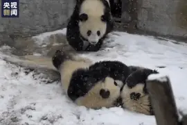 越冷越开心！秦岭大熊猫雪地撒欢图片