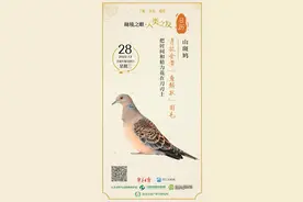秘境之眼·人类之友 日历 | 山斑鸠：身披金黄“鱼鳞状”羽毛图片