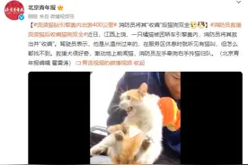 流浪猫钻引擎盖内出游400公里 消防员将其“收编”后猫狗双全图片