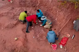 楚雄多地发现恐龙化石 其中一地恐龙生存时代为侏罗纪最早期图片