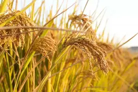 国产+进口129个版号发放，游戏圈提前过年，腾讯或成最大赢家图片