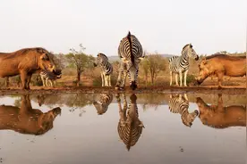 2022年度图片·动物③｜人与动物的冲突和共存图片