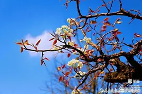 梨花颂图片