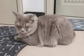 青未了 | 猫咪的爱情力量图片