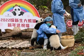13只新生熊猫宝宝集体亮相，快来接受奶团子的新年祝福吧！图片