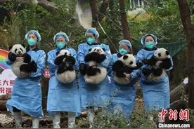 成都：2022年新生大熊猫宝宝集体亮相图片