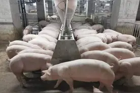 26层养猪高楼首批生猪上市图片