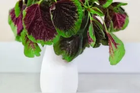 人间滋味丨南北饮食之差异图片