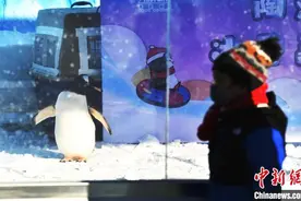 北京市属公园展览元旦“上新” 五家公园冰雪活动将全部开放图片