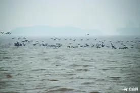 六横癞头山上野鸭越来越多图片