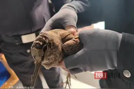 稻草堆旁多了只“怪鸟”，原来它是国家二级保护动物丘鹬图片