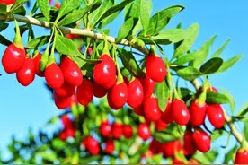 “红”了千年的宁夏枸杞图片