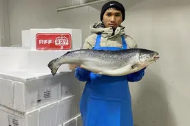 一条三文鱼的跨国之旅：一键拼购，一路领“鲜”到家图片