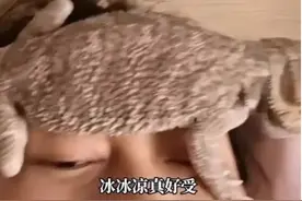 辽宁女子发烧，宠物蜥蜴“退烧贴”立大功……图片