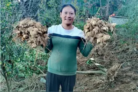 南华马街镇：林下黄精成为致富“黄金”图片