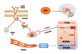 科学汇 | 体温为什么是身体健康的“晴雨表”？图片