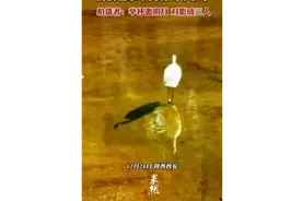 白鹤在水中竟有两个影子，拍摄者：举杯邀明月，对影成三人图片