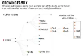 新冠毒株共有几种变异株？现在流行的是……图片